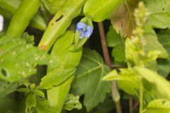 Climbing Dayflower, Commelina diffusa