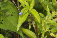 Climbing Dayflower, Commelina diffusa