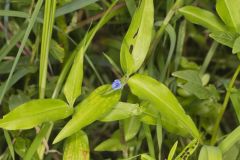 Climbing Dayflower, Commelina diffusa