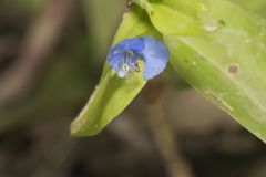 Climbing Dayflower, Commelina diffusa