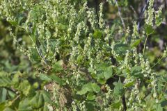 Climbing false Buckwheat, Fallopia scandens