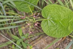 Climbing Milkvine, Matelea obliqua