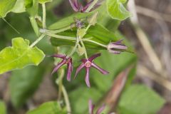 Climbing Milkvine, Matelea obliqua