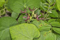 Climbing Milkvine, Matelea obliqua