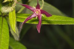 Climbing Milkvine, Matelea obliqua