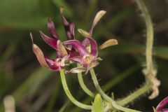 Climbing Milkvine, Matelea obliqua