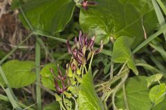 Climbing Milkvine, Matelea obliqua