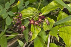 Climbing Milkvine, Matelea obliqua