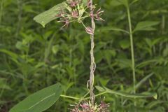 Climbing Milkvine, Matelea obliqua