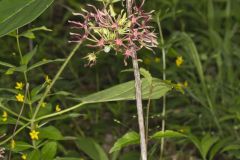 Climbing Milkvine, Matelea obliqua