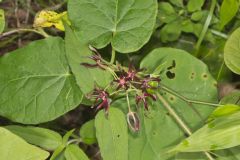 Climbing Milkvine, Matelea obliqua