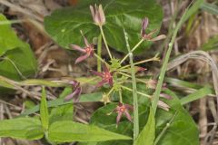 Climbing Milkvine, Matelea obliqua