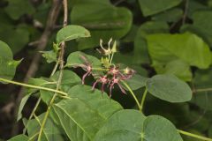 Climbing Milkvine, Matelea obliqua