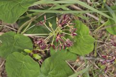 Climbing Milkvine, Matelea obliqua