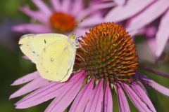 Clouded Sulphur, Colias philodice