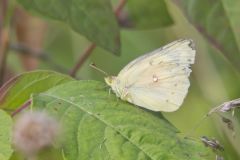 Clouded Sulphur, Colias philodice