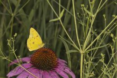 Clouded Sulphur, Colias philodice