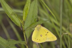 Clouded Sulphur, Colias philodice