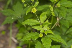 Clustered Blacksnakeroot, Sanicula odorata