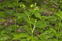 Clustered Blacksnakeroot, Sanicula odorata