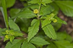 Clustered Blacksnakeroot, Sanicula odorata