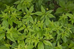 Clustered Blacksnakeroot, Sanicula odorata