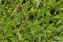 Clustered Blacksnakeroot, Sanicula odorata