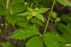 Clustered Blacksnakeroot, Sanicula odorata