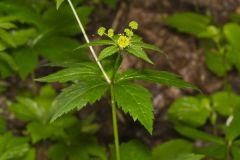 Clustered Blacksnakeroot, Sanicula odorata