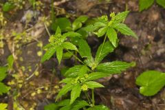 Clustered Blacksnakeroot, Sanicula odorata