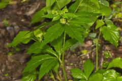 Clustered Blacksnakeroot, Sanicula odorata