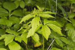 Clustered Blacksnakeroot, Sanicula odorata