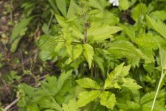 Clustered Blacksnakeroot, Sanicula odorata