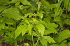 Clustered Blacksnakeroot, Sanicula odorata