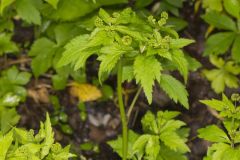 Clustered Blacksnakeroot, Sanicula odorata