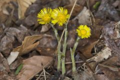 Coltsfoot, Tussilago farfara