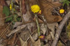 Coltsfoot, Tussilago farfara