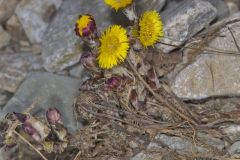 Coltsfoot, Tussilago farfara