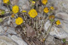 Coltsfoot, Tussilago farfara