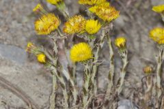 Coltsfoot, Tussilago farfara