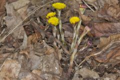 Coltsfoot, Tussilago farfara