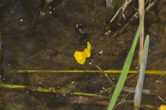 Common Bladderwort, Utricularia vulgaris