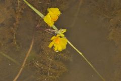 Common Bladderwort, Utricularia vulgaris