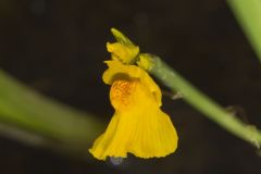 Common Bladderwort, Utricularia vulgaris