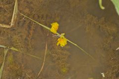 Common Bladderwort, Utricularia vulgaris