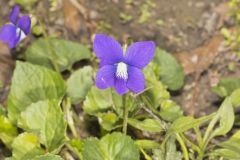 Common Blue Violet,  Viola communis