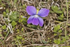Common Blue Violet,  Viola communis