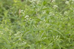 Common Boneset, Eupatorium perfoliatum