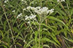 Common Boneset, Eupatorium perfoliatum