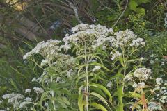 Common Boneset, Eupatorium perfoliatum